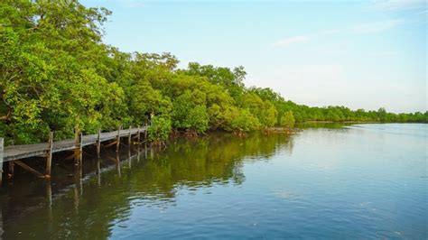 Premium Photo Wooden Bridge At Tung Prong Thonggolden Mangrove Field