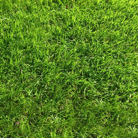 Artificial Grass And Turf 1 Kg Grass Seed Covers 35 Sqm Premium Quality