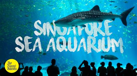 Singapore Sea Aquarium World Resort Sentosa Cinematic Hd Youtube