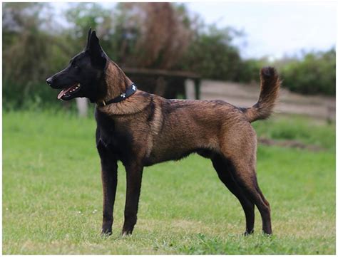 Witamy na stronie hodowli owczarków belgijskich malinois extreme spitfire hodowla psów rasowych extreme spitfire jest zarejestrowana w związku kynologicznym w. Sindecade Malinois - Zuchtziel und Welpenaufzucht