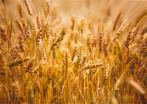 Yellow Grain Ready For Harvest Growi Featuring Field Wheat And Farm