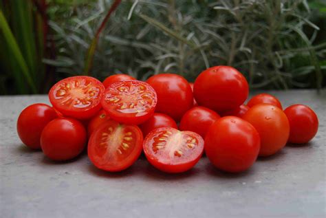Andrina Tomato A Comprehensive Guide World Tomato Society