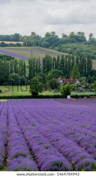 English Lavender Fields Kent Stock Photo 1464784943 Shutterstock