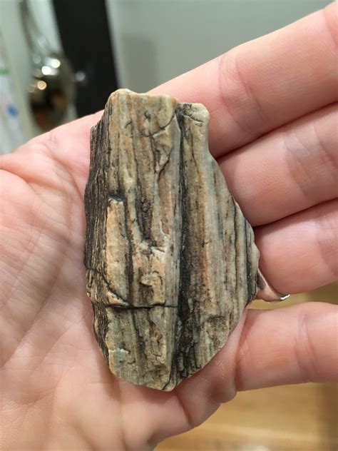 Petrified Wood In Joshua Tree California Fossil Id The Fossil Forum