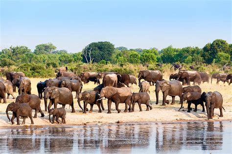 Hwange National Park Hwange Safari Zimbabwe Safari