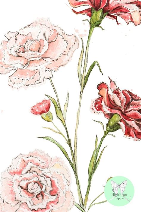 But another interesting symbol is birth flower and some people are amazed to learn about these. Carnations Watercolor | Canvas drawing, Watercolor artwork ...