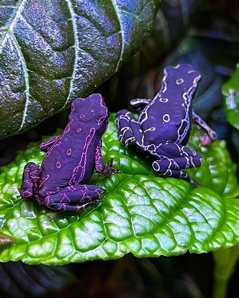 Captive Bred Purple Toads Other Frog By Indicator Species Morphmarket