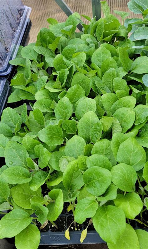 Purple Long Eggplant Starter Live Plants 4 Seedlings Etsy