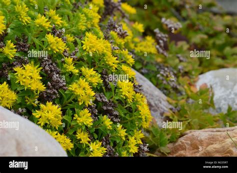 A Wonderful Presentation Of Beautiful Yellow Sedum Ground Cover Flowers