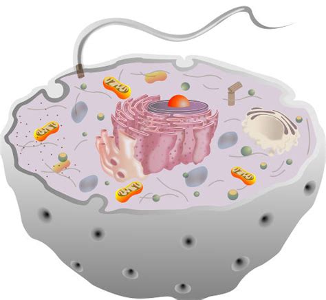 Organelas Celulares Principais Organelas Celulares Biologia Net