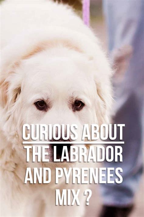 Great pyrenees puppies are gentle around children and love being part of your family. Pyrador - Your Guide To The Great Pyrenees Labrador Mix