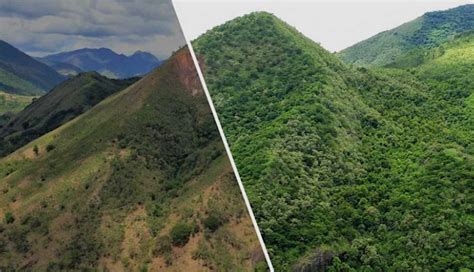The Search Engine That Plants Trees With Every Search Has Just Planted