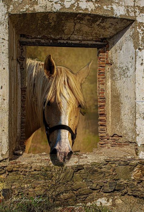 Horse In The Window By Enriquekapie
