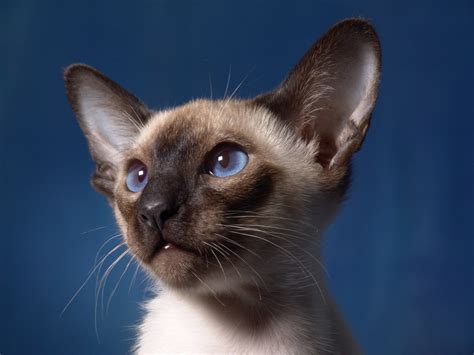 Free Images Hair Animal Cute Pet Portrait Kitten Fauna Blue