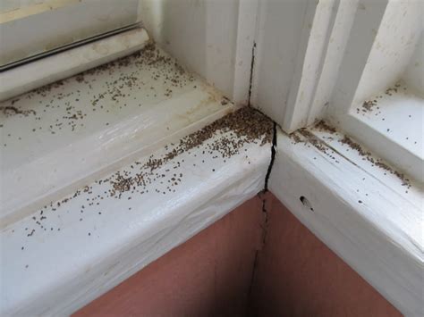 Arizonas Termite Expert Western Drywood Termites Swarming In Phoenix