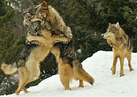 Pin By Laurie Zentner On Wolves Wolf Dog Wolf Poses Wolves Fighting