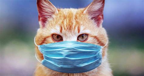 how to tell if your cat is sick a vet s guide to sick cat symptoms