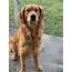 Stud Dog  AKC Golden Retriever Breed Your