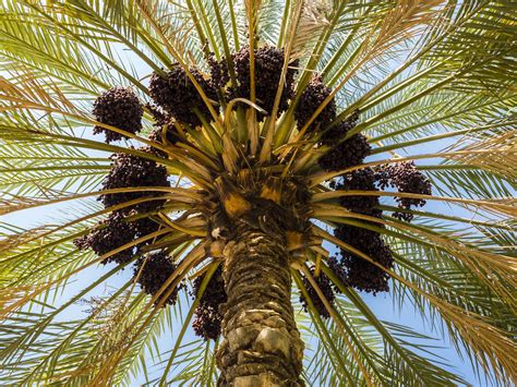 How To Grow And Care For Date Palm Trees