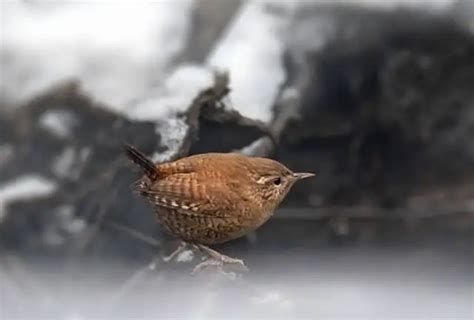 15 Small Brown Birds With Long Beaks A Natural Marvel Learn Bird