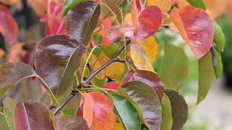 Ornamental Pear Trees For Your Garden Thetreeshop