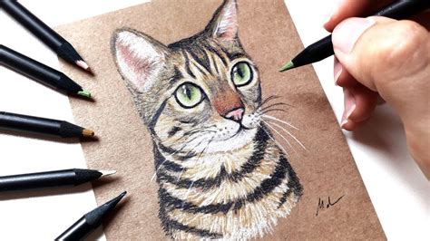 Como Fazer Um Desenho De Um Gato Realista Passo A Passo LÁpis De Cor