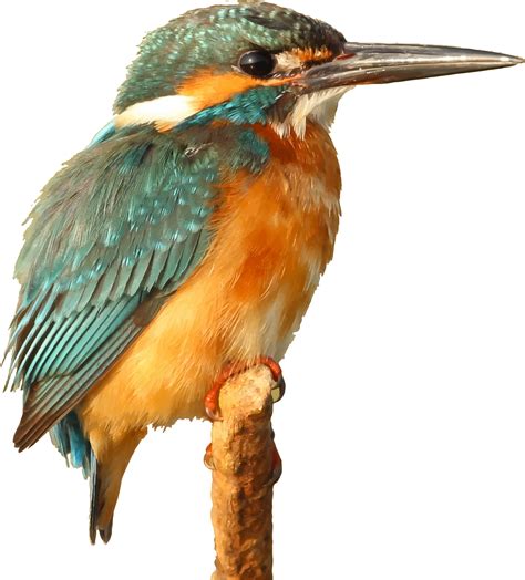 Kingfisher Png Images Transparent Free Download Pngmart