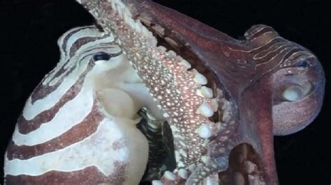 Larger Pacific Tropical Striped Octopus Likes To Mate Face To Face