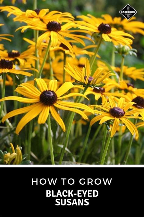 How To Grow Black Eyed Susans Gardening Channel Black Eyed Susan