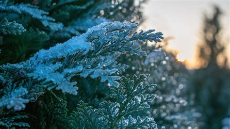 Desktop Wallpaper Snowfrost Winter Pine Leaves Tree