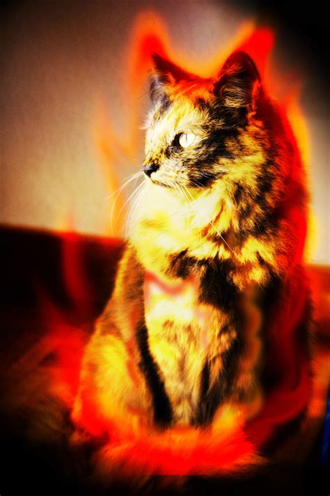 burning cat by xresch on deviantart