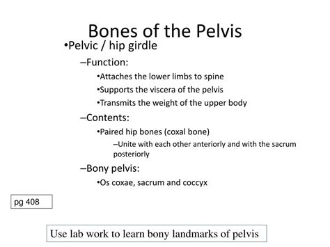 Ppt Pelvis And Contents Powerpoint Presentation Free Download Id