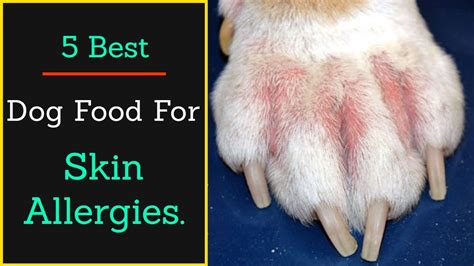 Say Goodbye To Skin Allergies In Your Dog With These Top 10 Foods