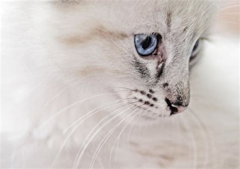 Innocence White Lynx Point Balinese Kitten Stock Image Image Of