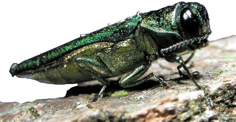 Public Asked To Be On The Lookout For Invasive Beetle Species Y955