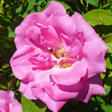 Zephirine Drouhin Bourbon Rose Biopflanze Von Omiobio