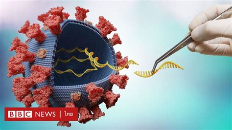 โควิด 19 กรมวิทยาศาสตร์การแพทย์แถลงพบ สายพันธุ์ย่อย ของไวรัสโคโรนา