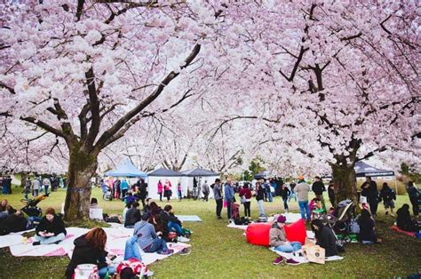 Sit Under A Canopy Of Cherry Blossoms At This Massive Free Picnic In