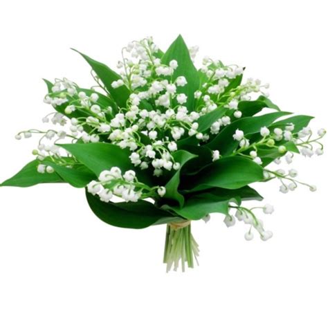 Viens jouer au puzzle bouquet de muguet, un de nos meilleurs puzzles fleurs gratuit. BOUQUET DE MUGUET