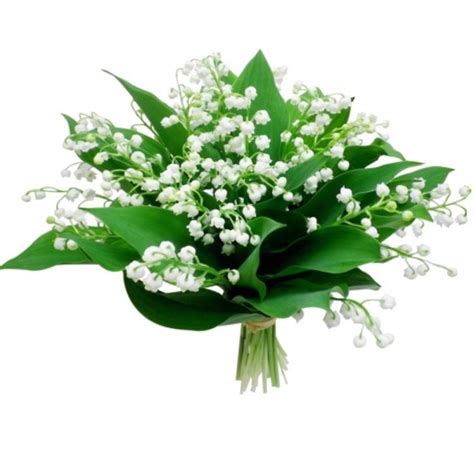 Faites livrer un joli bouquet de muguet le 1er mai à vos proches. MUGUET BOUQUET