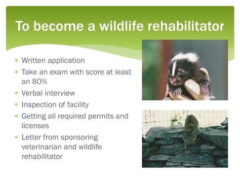 Ppt Wildlife Rehabilitation Powerpoint Presentation Id2444632