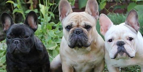 French Bulldog Breed Information Personality Traits Health And More