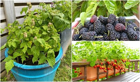 7 Best Berry Varieties To Grow In Containers