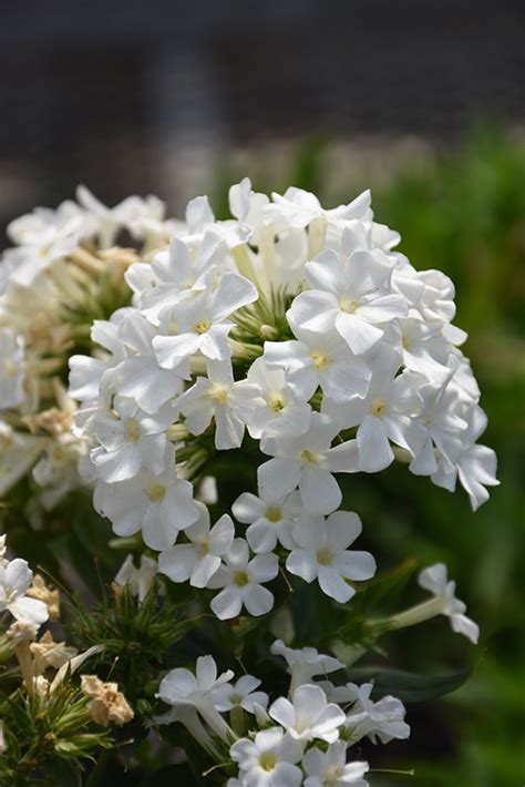 Early White Garden Phlox Phlox Paniculata Early White In St Thomas