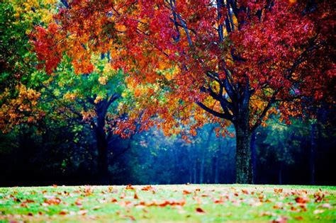 Colorful Landscape Photography Autumn Tree Fog And Mist