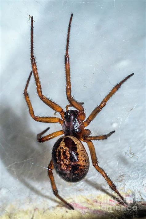 False Black Widow Spider Photograph By Dr John Brackenburyscience