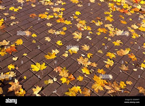 Leaves On The Sidewalk Autumn Stock Photo Alamy