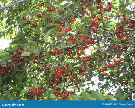 Fresh Red Sour Cherries Stock Photo Image Of Fresh 168820142