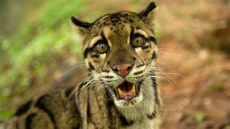 wild cats of india national geographic photos all recommendation