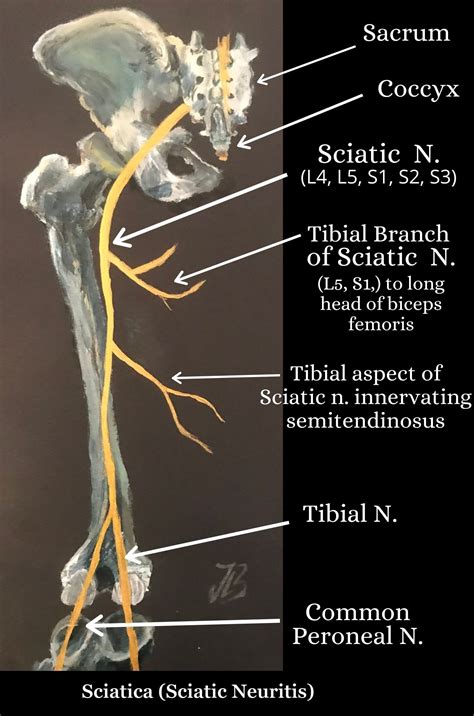 Diagram Of Sciatic Nerve Pathway